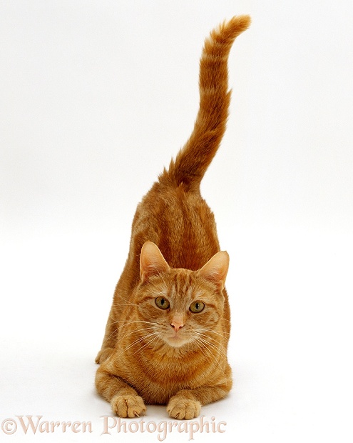 Ginger tabby female cat, Lucky, with rear end and tail in air after enjoying being stroked, white background