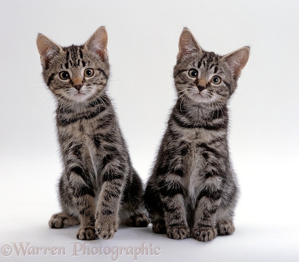 Two tabby kittens, 8 weeks old, sitting together, one male and one female, white background