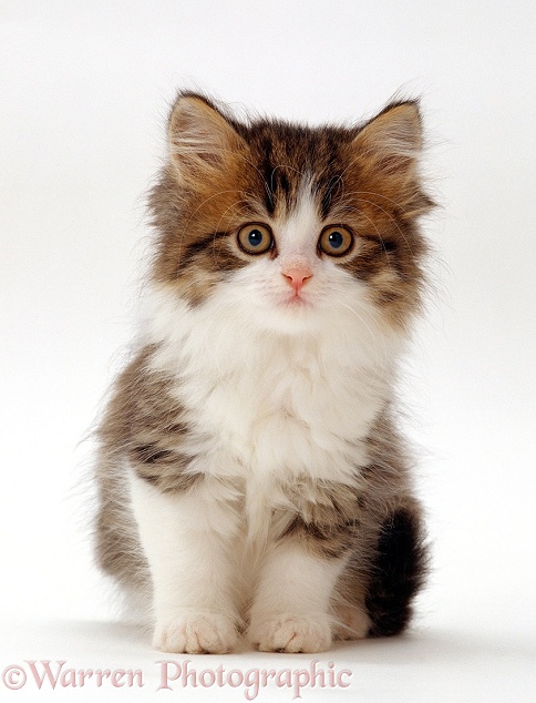 Tortoiseshell-and-white Persian-cross kitten, 7 weeks old, sitting, white background