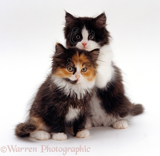 Tortoiseshell and Black-and-white kittens, white background