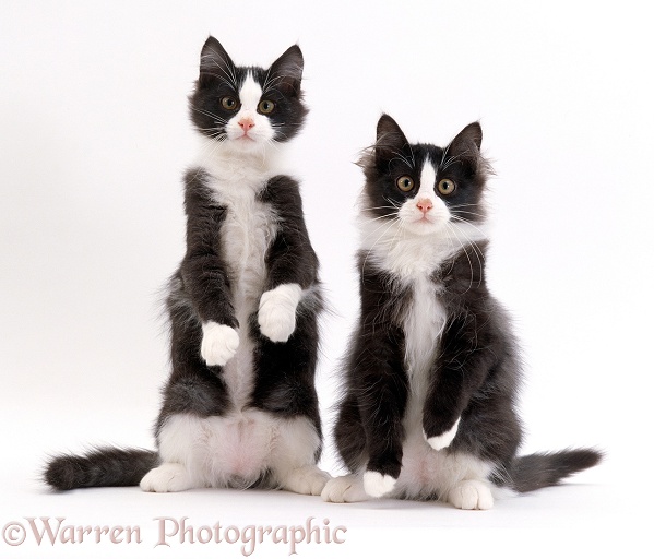 Two black-and-white kittens, 12-week-old identical brothers, Felix and Felix, white background