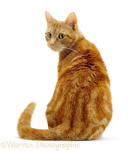 Ginger cat sitting looking round over shoulder, white background