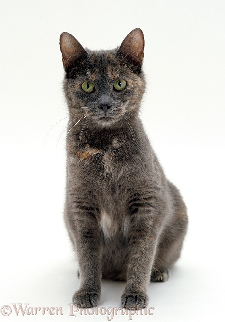 Grey and tortoiseshell cat, white background