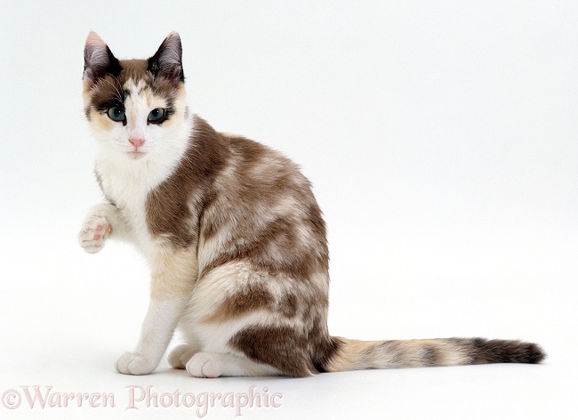 Chocolate-tortoiseshell-and-white cat, Cookie, 5 months old, looking up from washing paw, white background