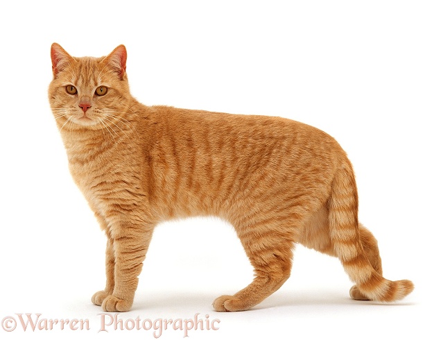 Cream British shorthair male cat, Horatio, standing, white background