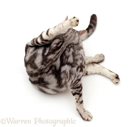 Silver marble Bengal-cross female cat, Asphodel, 'funnel-grooming', white background