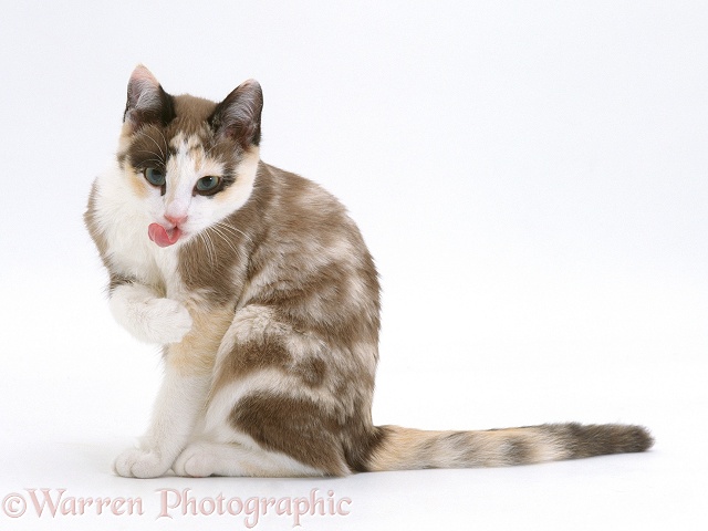 Chocolate-tortoiseshell-and-white cat, Cookie, 5 months old, wiping mouth after licking paw, white background