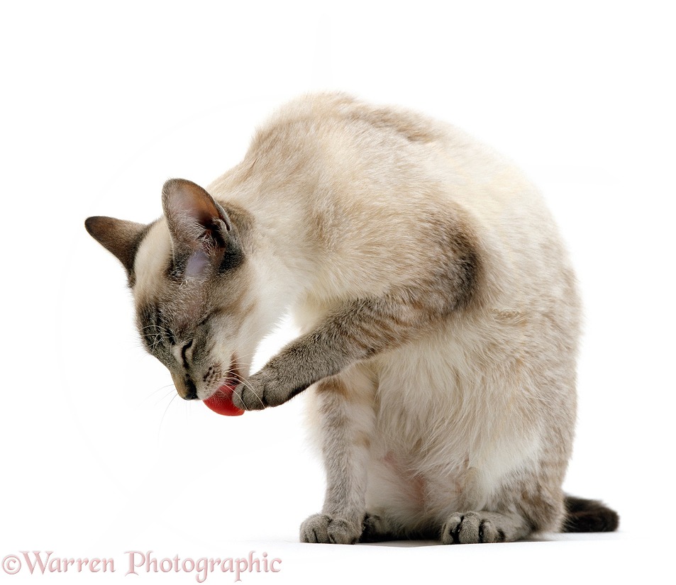 Siamese male cat, Curly, licking his paw, white background