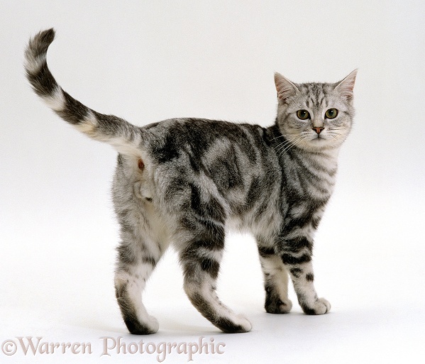 Silver tabby male cat, Butterfly, 6 months old, white background