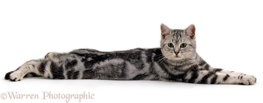 Silver tabby male cat, Butterfly, 6 months old, lying stretched out, white background