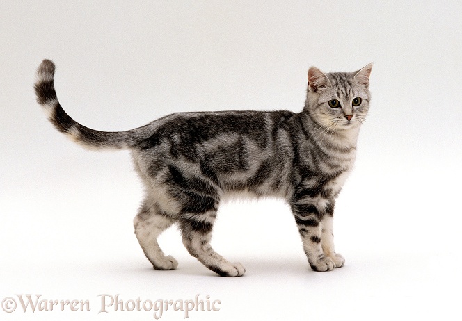 Silver tabby male cat, Butterfly, 6 months old. Sequence 3 of 5, white background