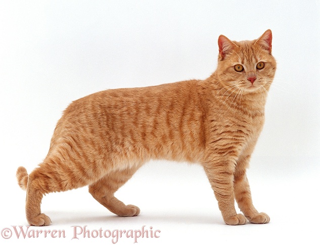 Cream British shorthair male cat, Horatio, standing, white background