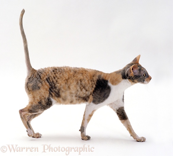 Cornish Rex cat, Faberge, with arched back, white background