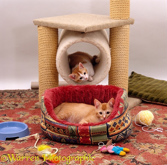 Two kittens, 12 weeks old, settled into a new home, with bed, play-centre and toys