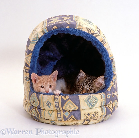 Two kittens in an igloo bed, white background