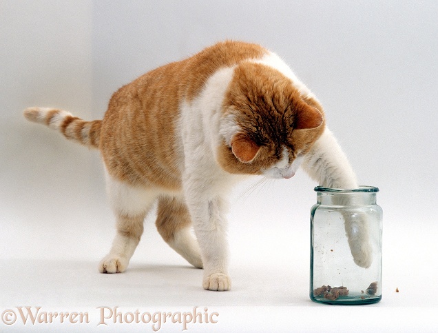 Ginger-and-white cat, Butch, trying to hook cat food out of a jar with his paw, white background