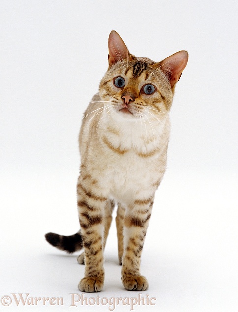 Blue-eyed Sepia-spotted Bengal male cat, Lynx, white background