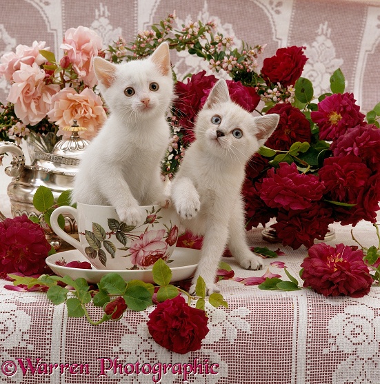 Auburn-and-white fluffy kitten in a large teacup, with his blue-eyed sister, after playing round a bowl of red roses
