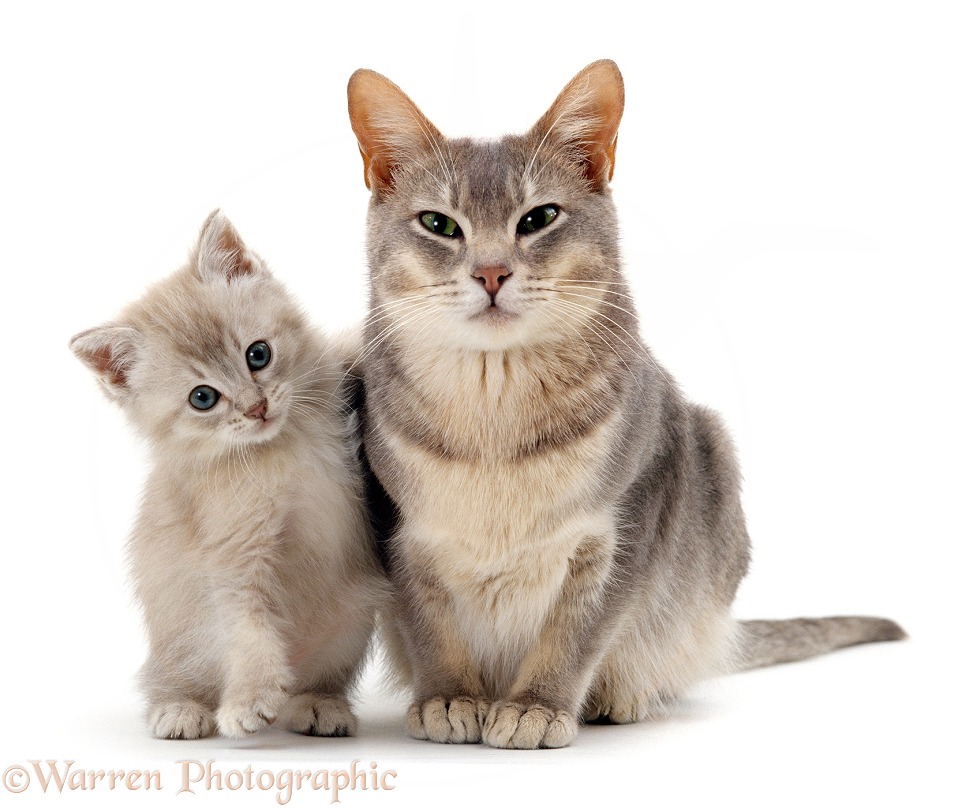 Blue Burmese-cross cat, Bella, with her lilac kitten (x Cobweb), white background