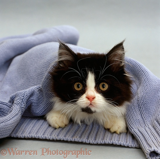 Black-and-white semi-longhaired kitten, Felicity (Cosmos x Millie) in a blue pullover