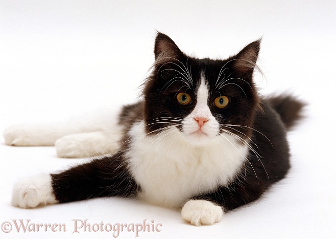 Black-and-white semi-longhaired female cat Flora, 6 months old, lying on floor, white background