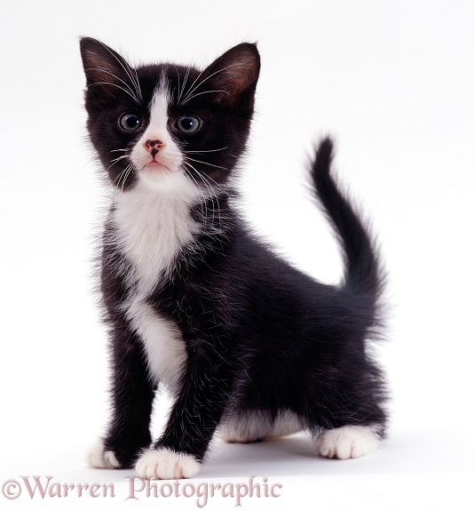 Black-and-white kitten, 6 weeks old, white background