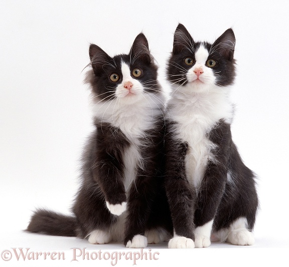 Two black-and-white kittens, 12-week-old identical brothers, Felix and Felix, white background