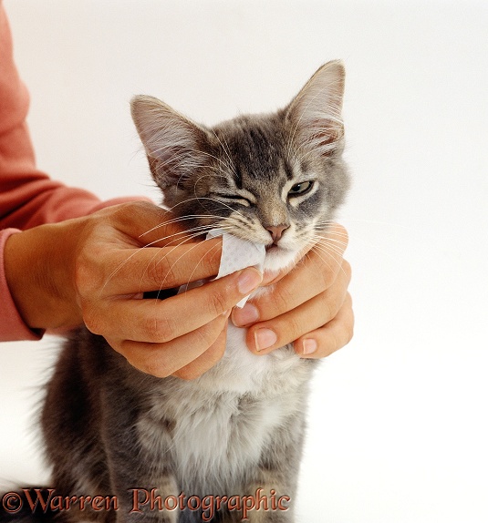 Grey Burmese-cross kitten with handler cleaning teeth using a finger pad, white background