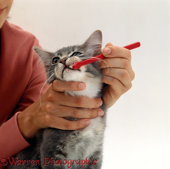 Grey Burmese-cross kitten with handler cleaning its teeth using a toothbrush, white background