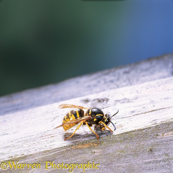 Saxony Wasp (Dolichovespula saxonica) worker collecting wood pulp for nest.  Europe
