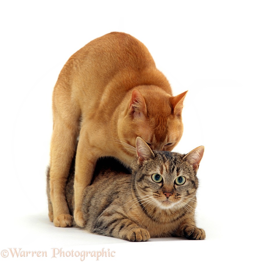 Cats mating. Red Burmese male holding Tabby female by scruff and treading her, white background