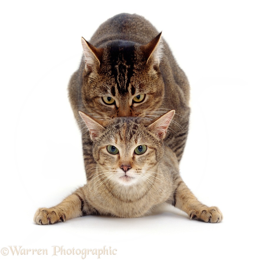 Cats mating. Agouti Tabby male, holding Tabby female by the scruff and treading her as they position for penetration, white background