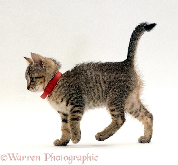 Tabby kitten wearing red flea collar, white background