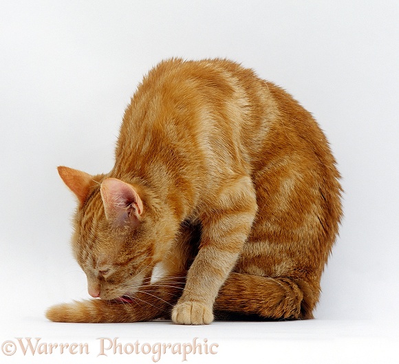 Ginger female cat, Lucky, sitting and washing her tail, white background