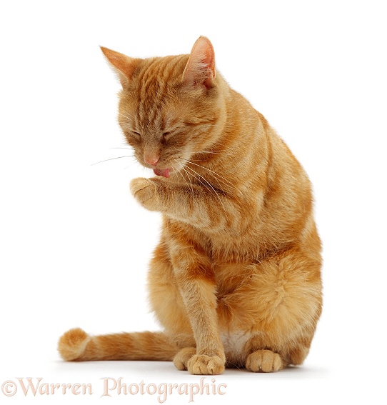 Ginger female cat, Lucky, sitting licking her front paw, white background
