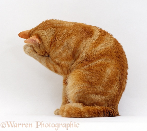Ginger female cat, Lucky, sitting washing her face with a damp paw, white background