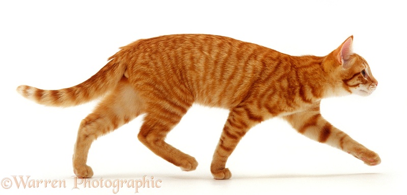 Red spotted ginger cat, Whiskie, running across, white background