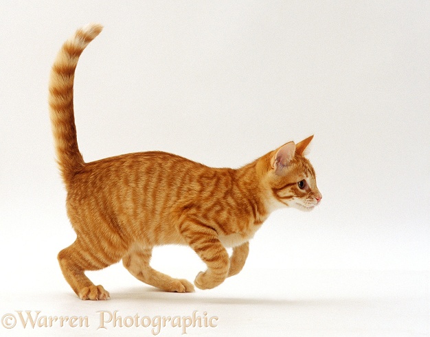 Red spotted ginger cat, Whiskie, running across, white background