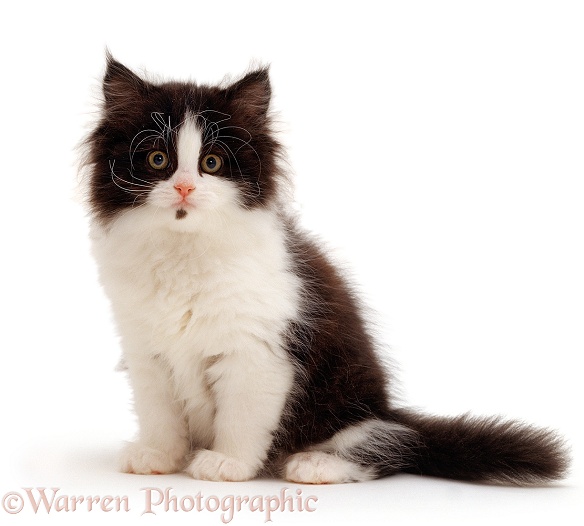 Black-and-white Persian kitten, white background