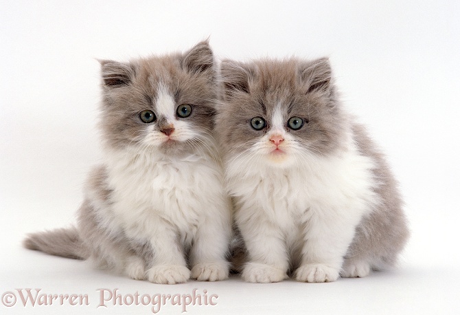 Two Persian cross lilac bicolour kittens, 9 weeks old, white background