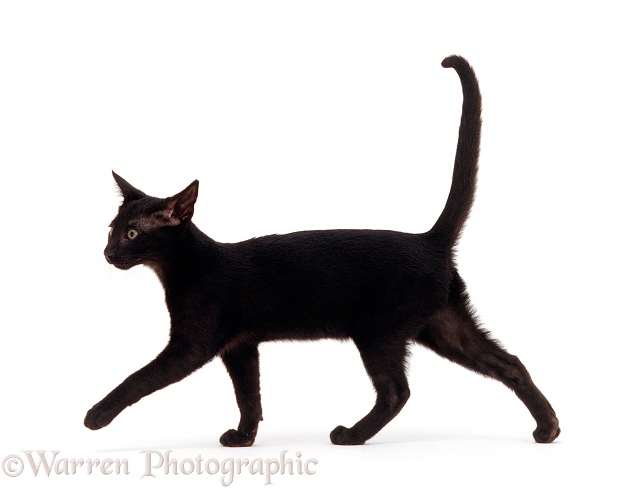 Oriental black female kitten, 14 weeks old, walking profile, white background