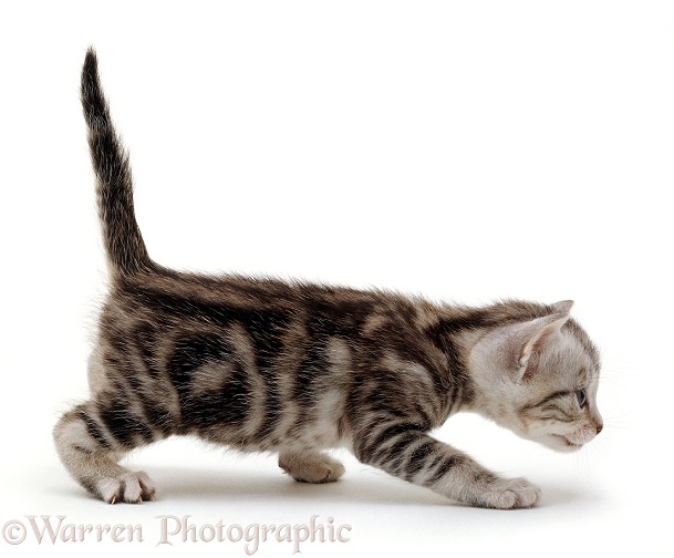 Silver tabby male kitten, 2 weeks old. Growing up sequence 3/6, white background