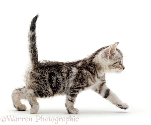 Silver tabby male kitten, 3 weeks old. Growing up sequence 4/6, white background