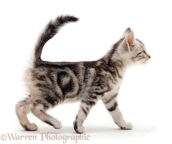 Silver tabby male kitten, 8 weeks old. Growing up sequence 5/6, white background