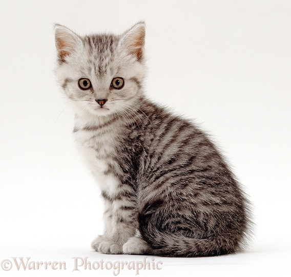 Silver tabby male kitten, 6 weeks old, sitting, white background