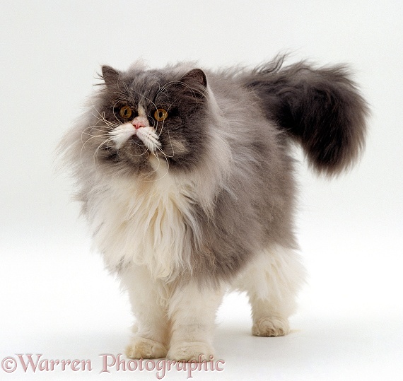 Blue bicolour Persian male cat, Cobweb, white background