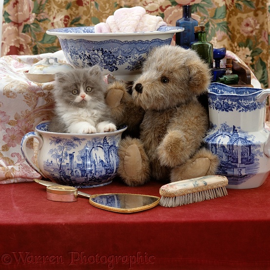Blue bicolour Persian kitten, Cobweb, 9 weeks old, with Brindle teddy bear and Victorian Staffordshire wash-stand set