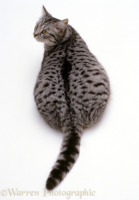 Silver spotted female cat, Aster, overweight viewed from above, white background