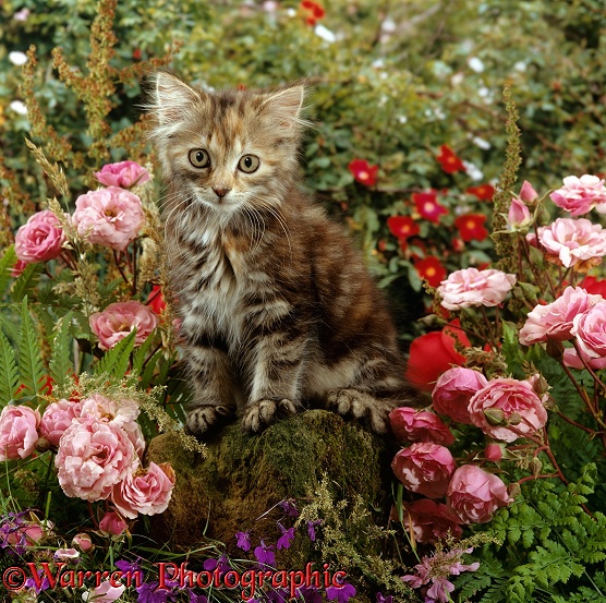 Long haired tabby kitten, 8 weeks old, with pink roses