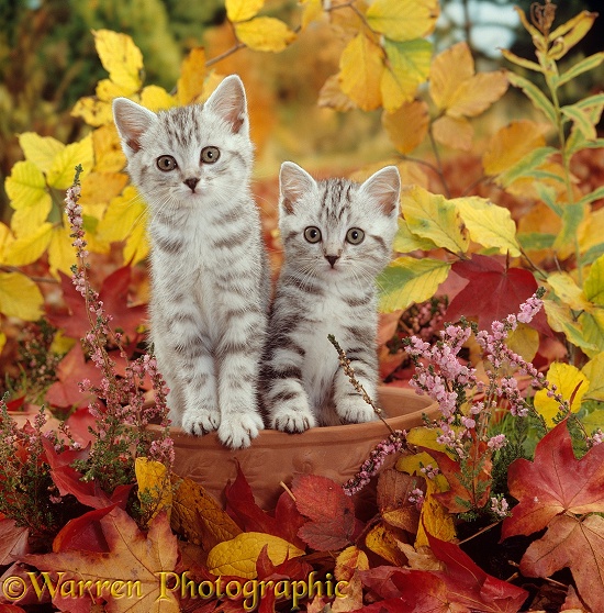 Silver tabby kittens, 8 weeks old, among heather and autumnal leaves